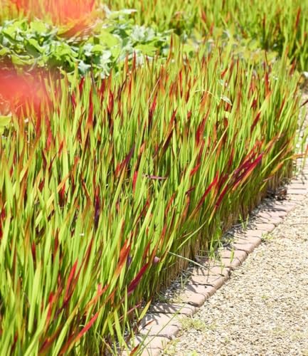 baldur-garten-3x-ziergras-red-baron-im-9x9-cm-topf image 5