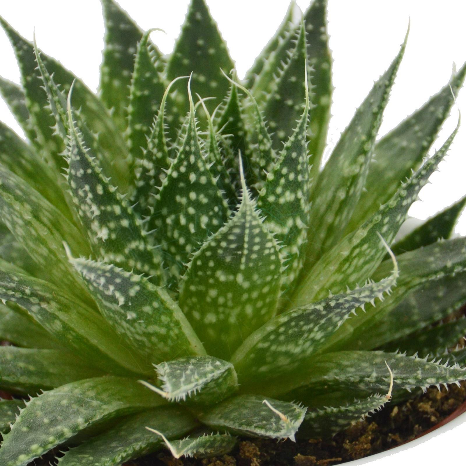 pasiora-aloha-aloe-5er-set-mini-sukkulenten-6cm image 3