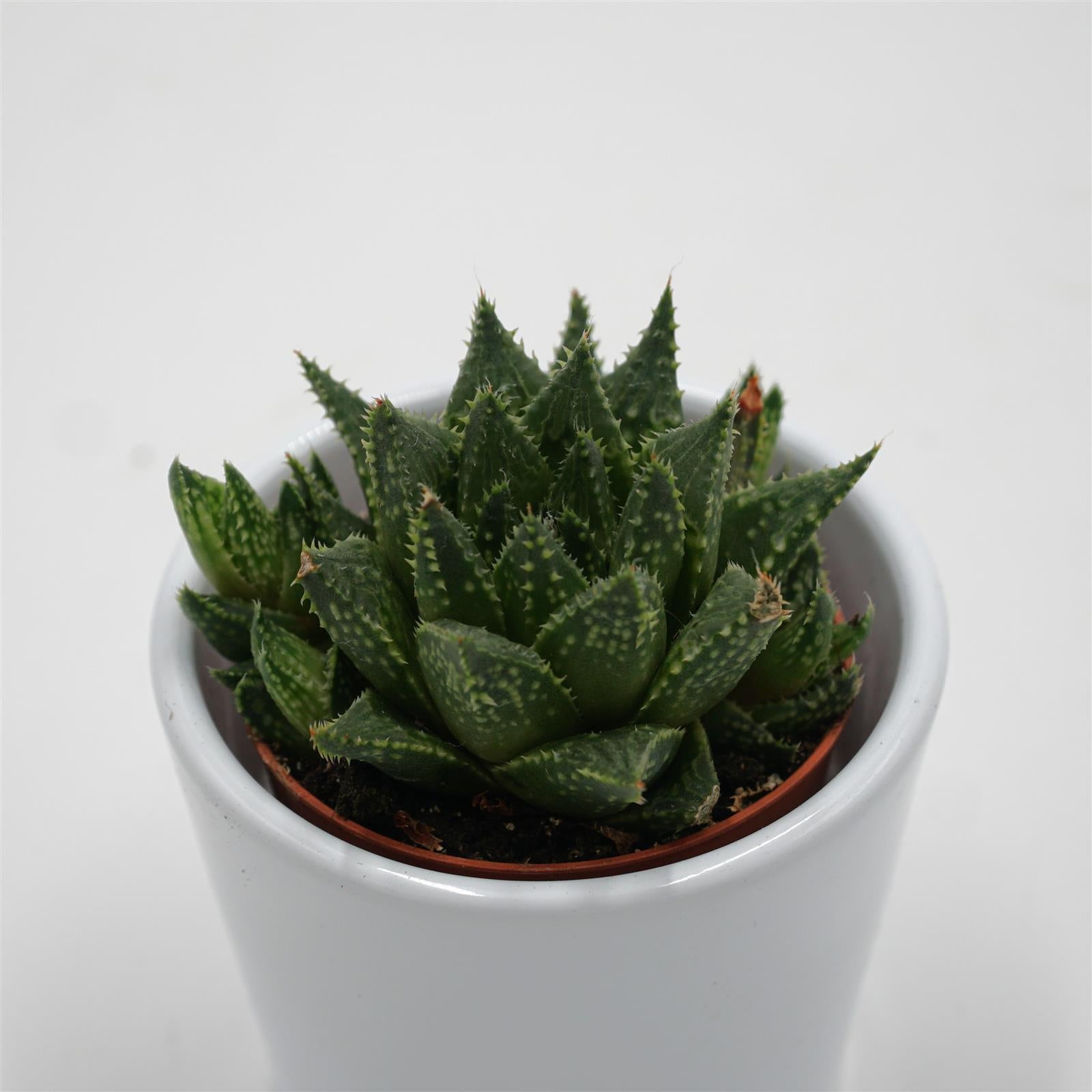 pasiora-haworthia-retusa-white-ghost-sukkulente-5-5cm image 1