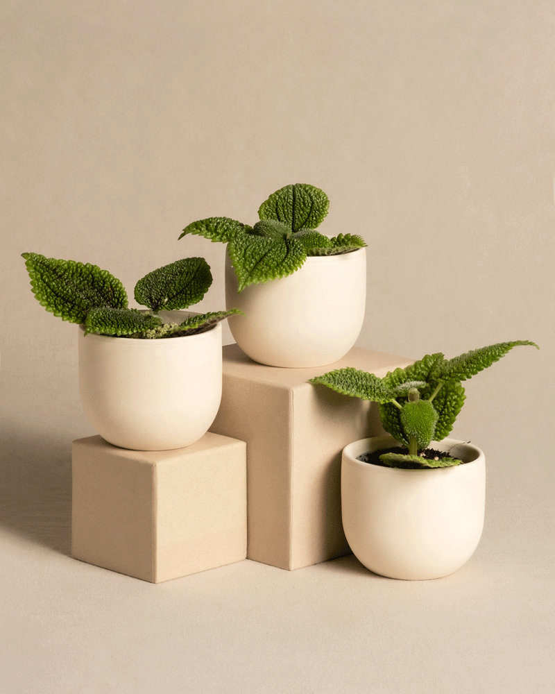 feey-babypflanzen-trio-pilea-moon-valley-kanonierblume image 4