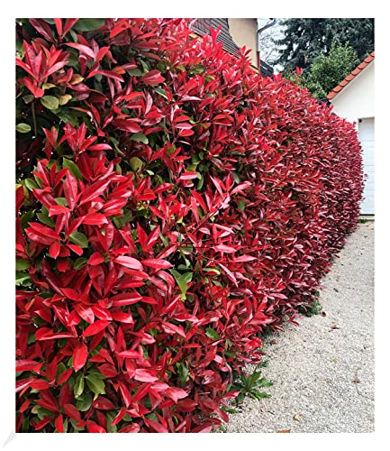 baldur-garten-immergr-ne-photinia-red-robin-5er-set-im-9x9-cm-topf image 5