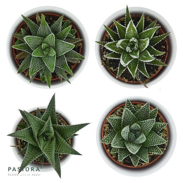 pasiora-haworthia-3er-sukkulenten-mix image 2