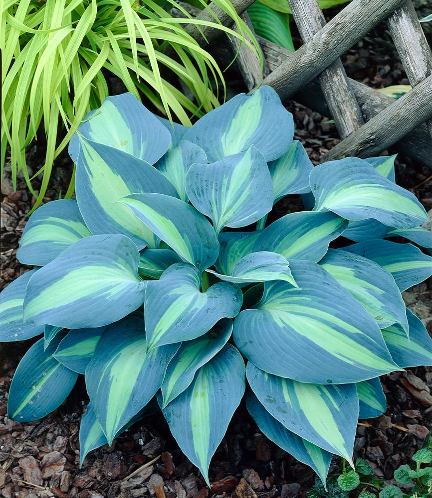 baldur-garten-hosta-touch-of-class-schneckenresistente-funkie-1-knolle image 2