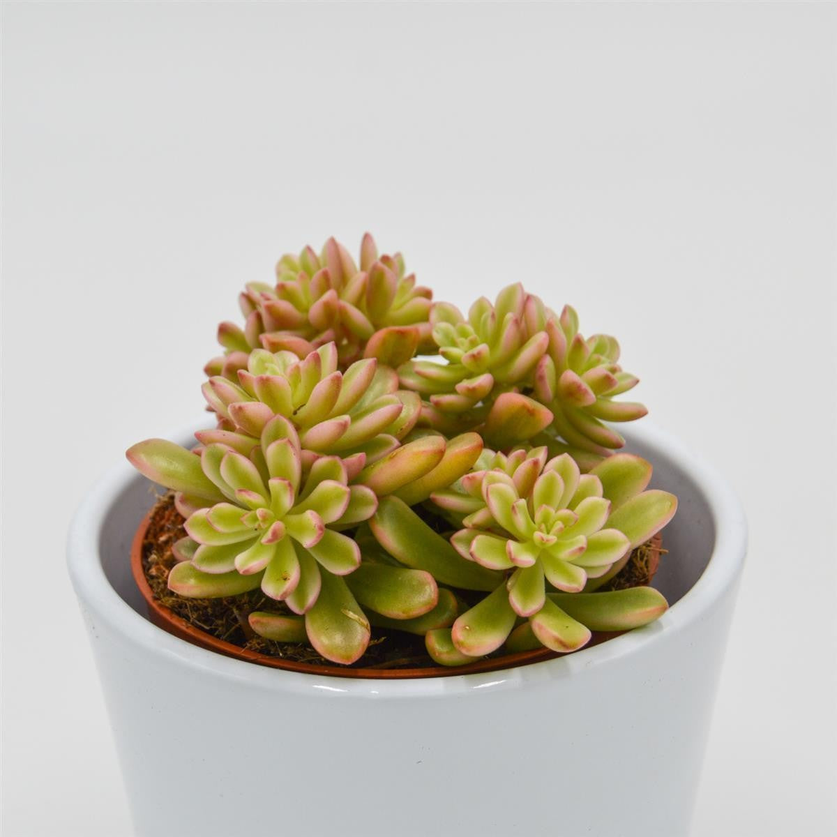 pasiora-sedum-joyce-tulloch-f-variegata-sukkulente-8-5-cm-topf image 1