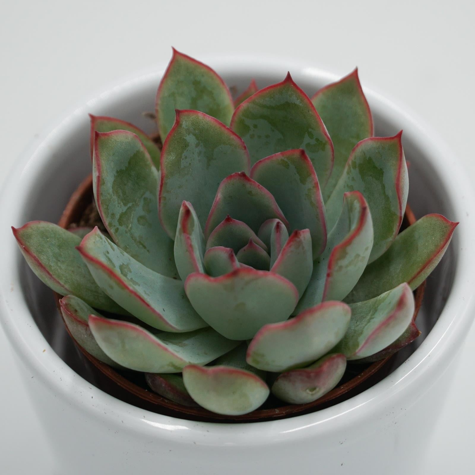 pasiora-echeveria-apus-sukkulente-6cm image 2