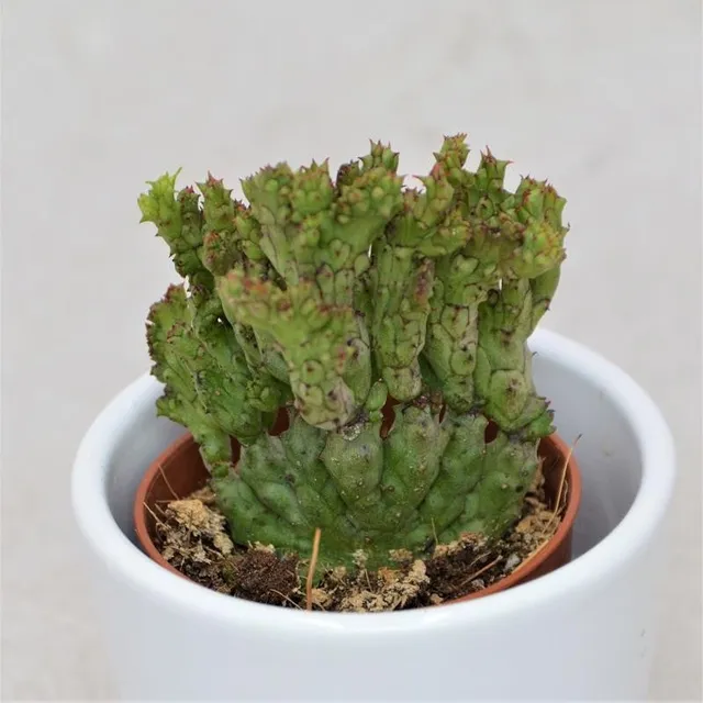 pasiora-euphorbia-enopla-f-cristata-coral-kaktus-sukkulente-5-5cm-topf image 1