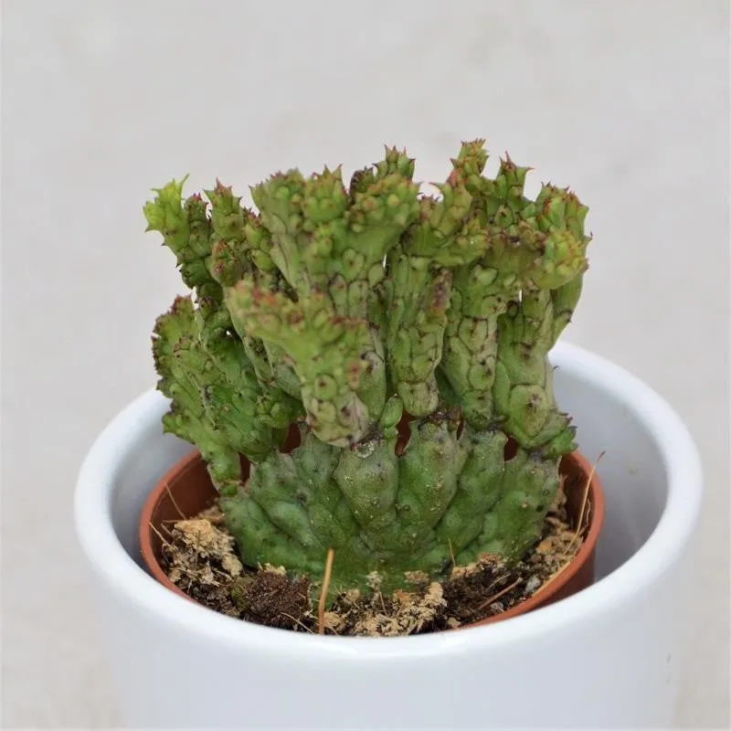 pasiora-euphorbia-enopla-f-cristata-coral-kaktus-sukkulente-5-5cm-topf image 1