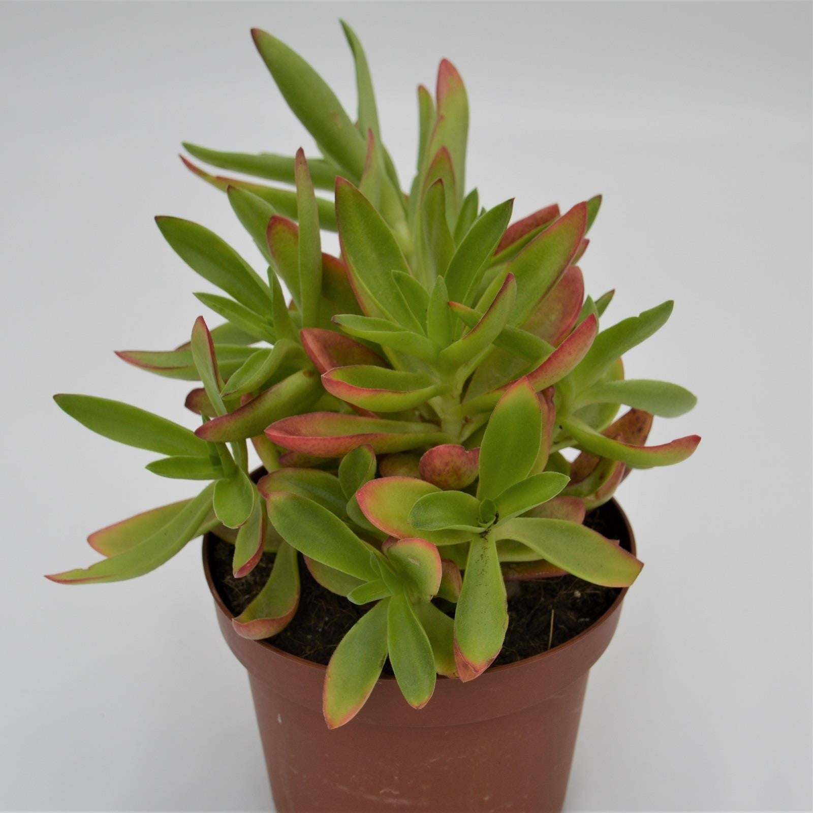 pasiora-crassula-capitella-campfire-sukkulente-13cm image 1