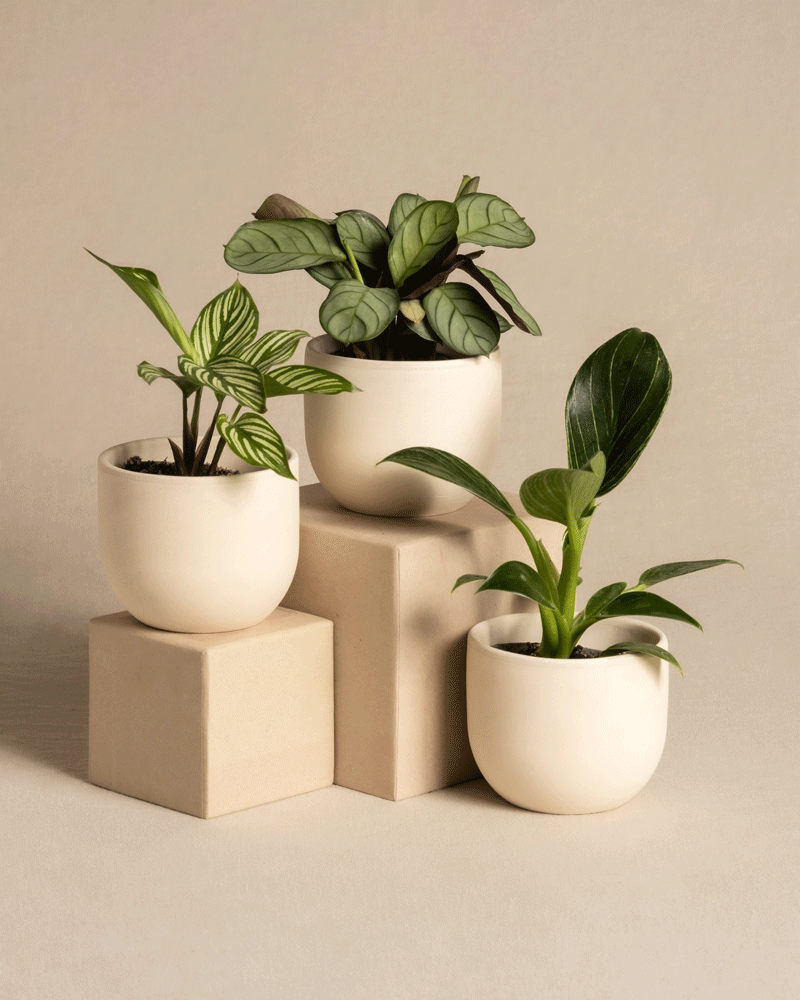 feey-babypflanzen-f-rs-badezimmer-3er-set-philodendron-white-measure-calathea-vi image 4