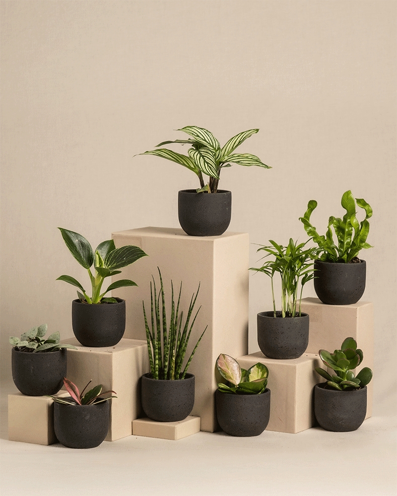feey-berraschungs-babypflanzen-9er-set-zimmerpflanzen image 6