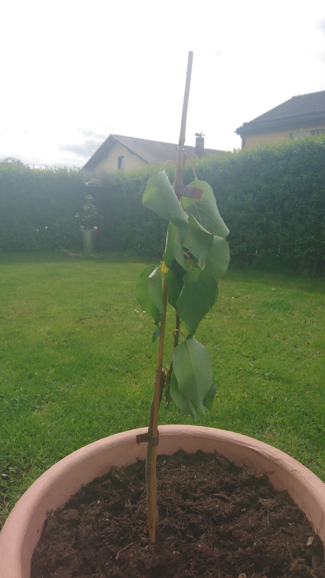 Gesunder Baum