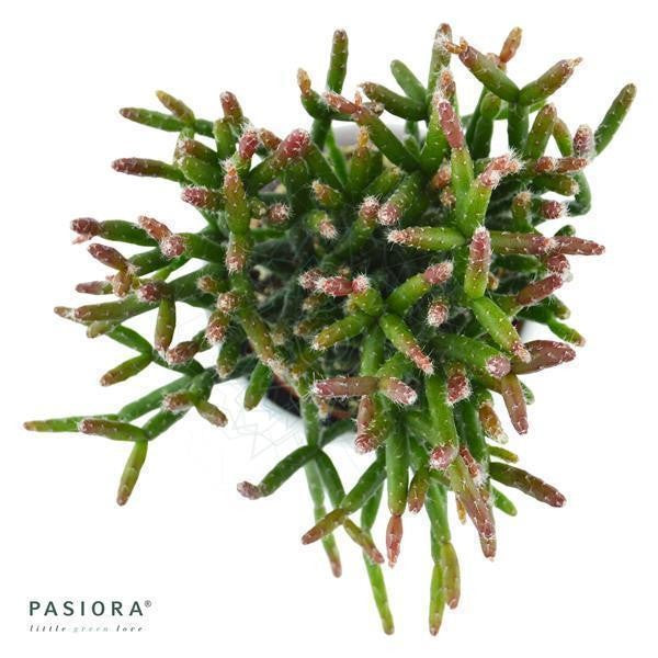 pasiora-rhipsalis-burchellii-korallenkaktus-6cm image 2