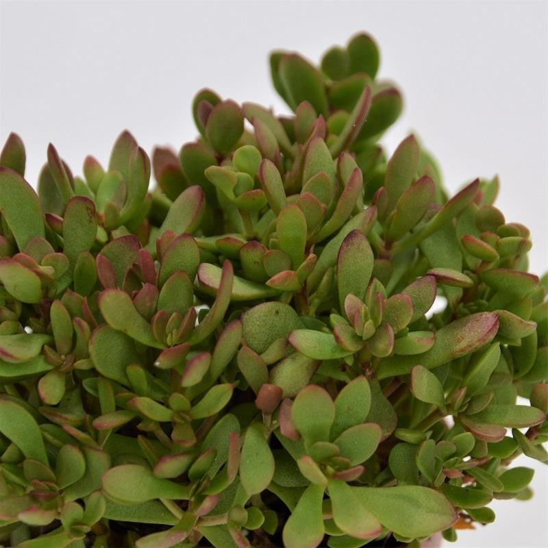 pasiora-crassula-radicans-dickblatt-8-5cm-topf image 1