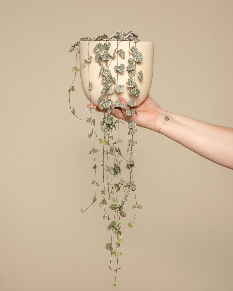 feey-leuchterpflanze-pink-variegata-ceropegia-woodii image 1