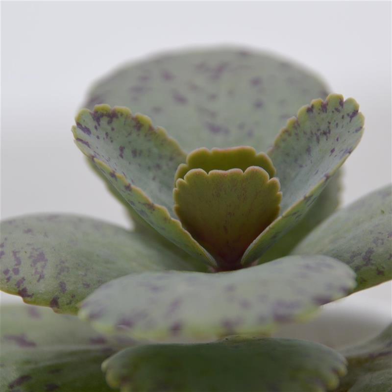 pasiora-kalanchoe-marmorata-sukkulente-6cm image 1