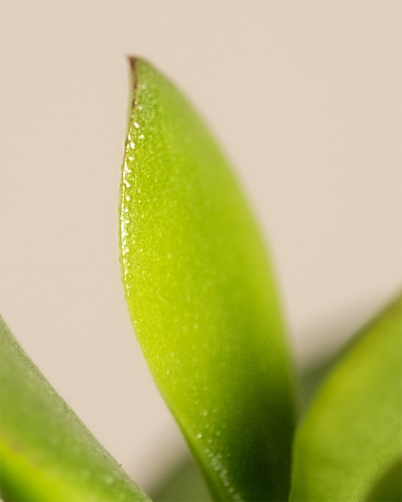 feey-geldbaum-duo-2x-crassula-ovata image 7