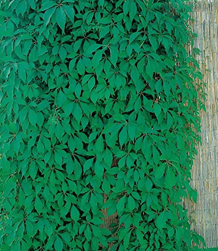 baldur-garten-wilder-wein-quinquefolia-9x9-cm-topf image 4