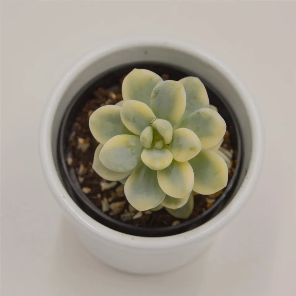 pasiora-sedum-clavatum-f-variegata-sukkulente-6-cm image 1