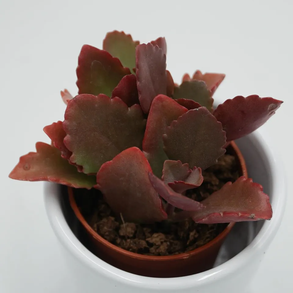 pasiora-kalanchoe-rubinea-sukkulente-im-5-5cm-topf image 1
