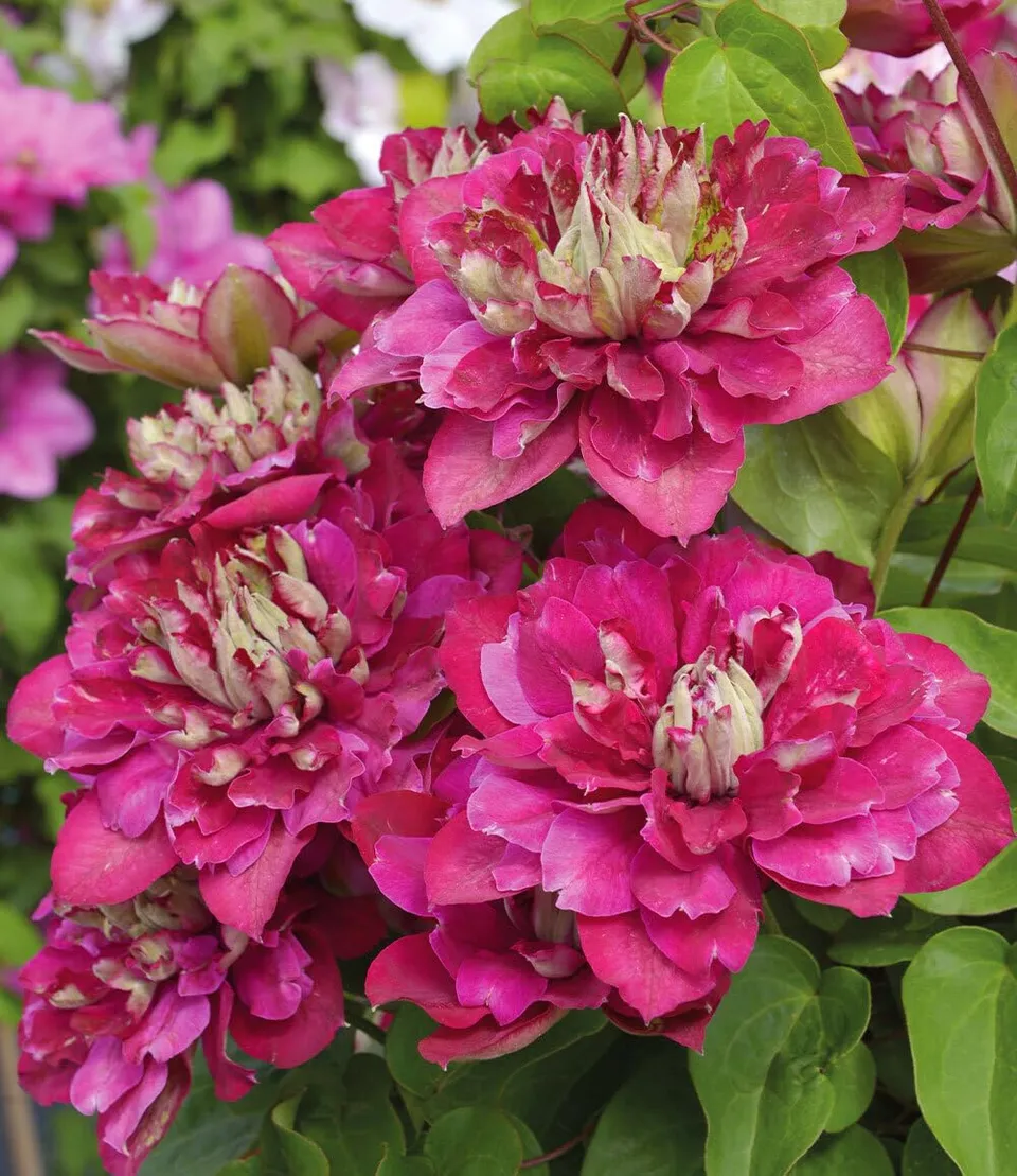 baldur-garten-clematis-hot-kisses-1-pflanze-im-9x9-cm-topf image 1