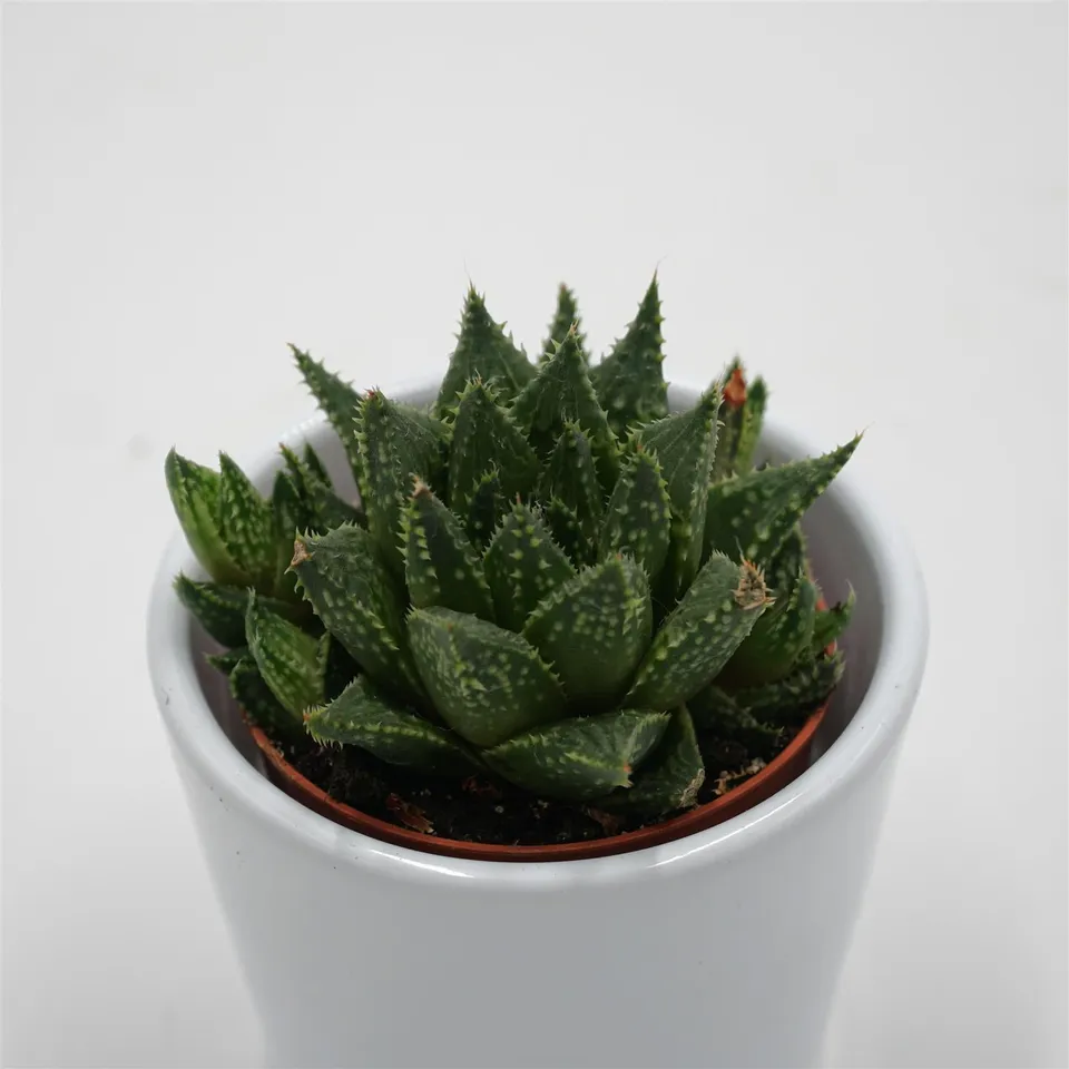 pasiora-haworthia-retusa-white-ghost-sukkulente-5-5cm image 1