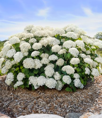 baldur-garten-freiland-hortensie-flowerwow-im-14-cm-topf image 2