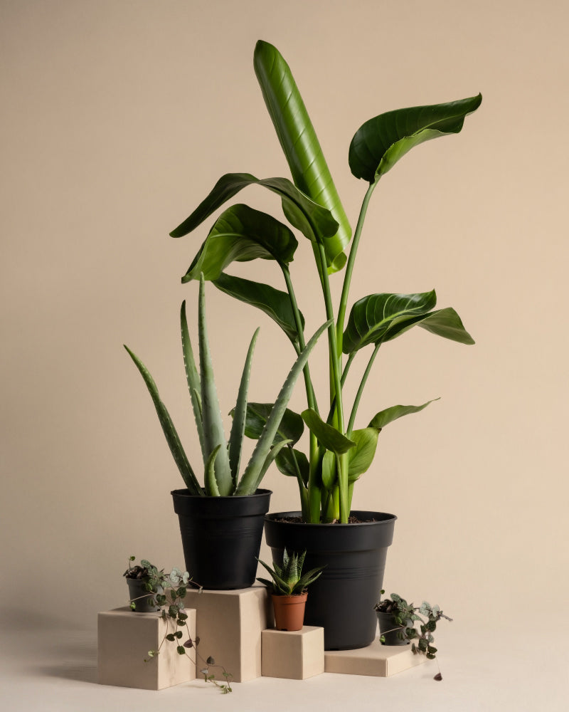 feey-pflanzen-set-f-r-viel-licht-5-zimmerpflanzen-mit-strelitzie-und-aloe image 3