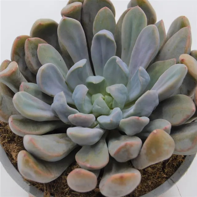 pasiora-x-graptoveria-topsy-debbie-sukkulente-im-8-5cm-topf image 1