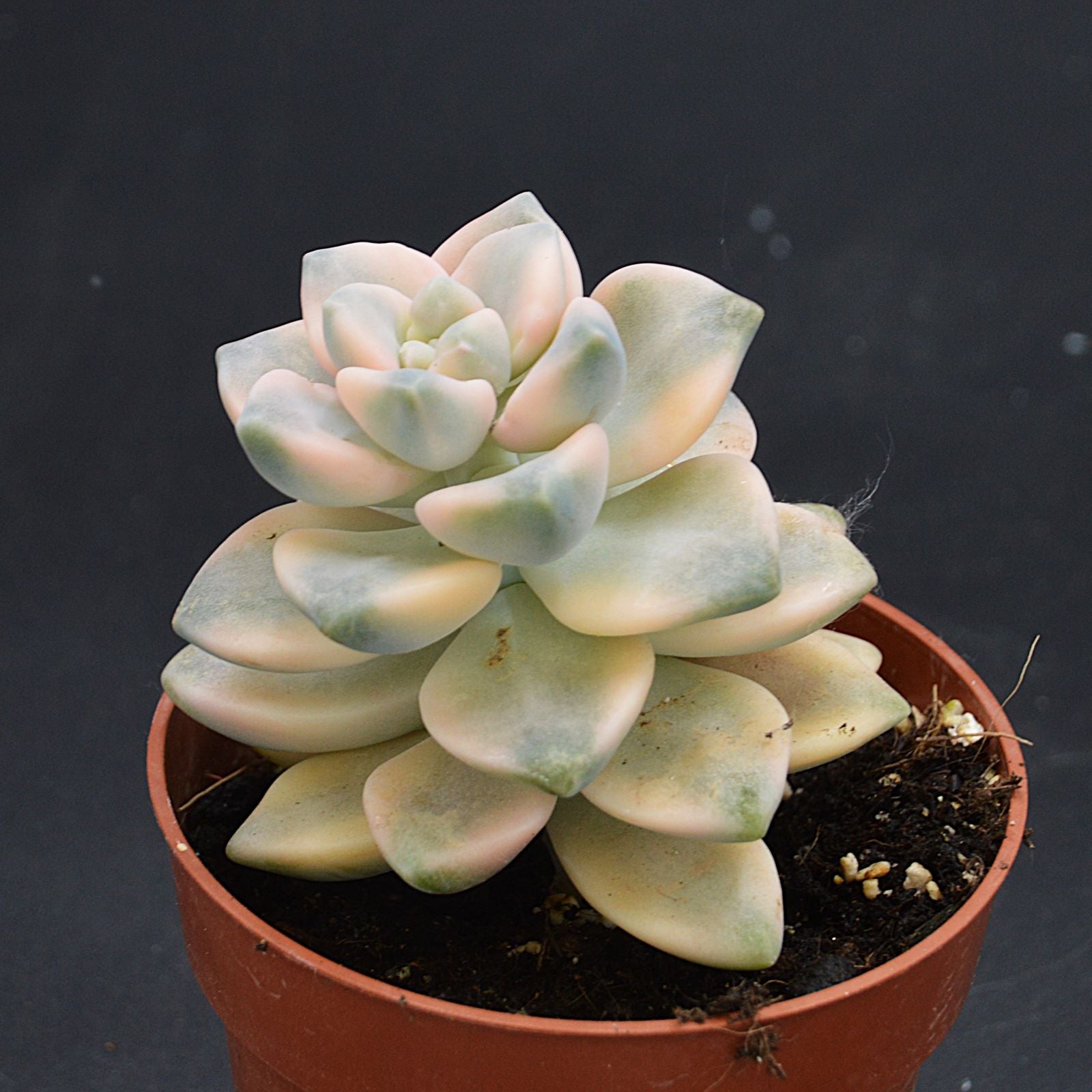 pasiora-graptoveria-titubans-f-variegata-rarit-t-einzelst-ck image 1