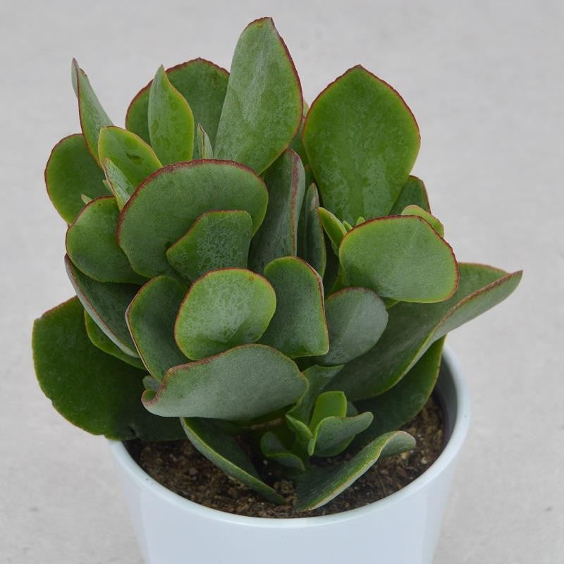 pasiora-crassula-arborescens-pfennigbaum-12cm-topf image 2