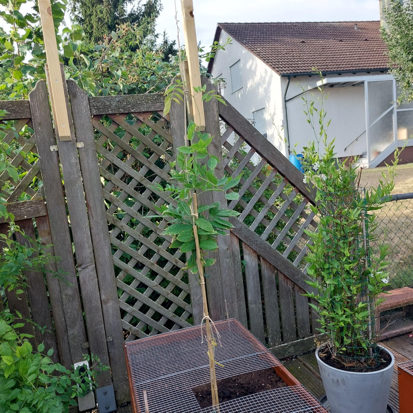 Kräftiger Jungbaum