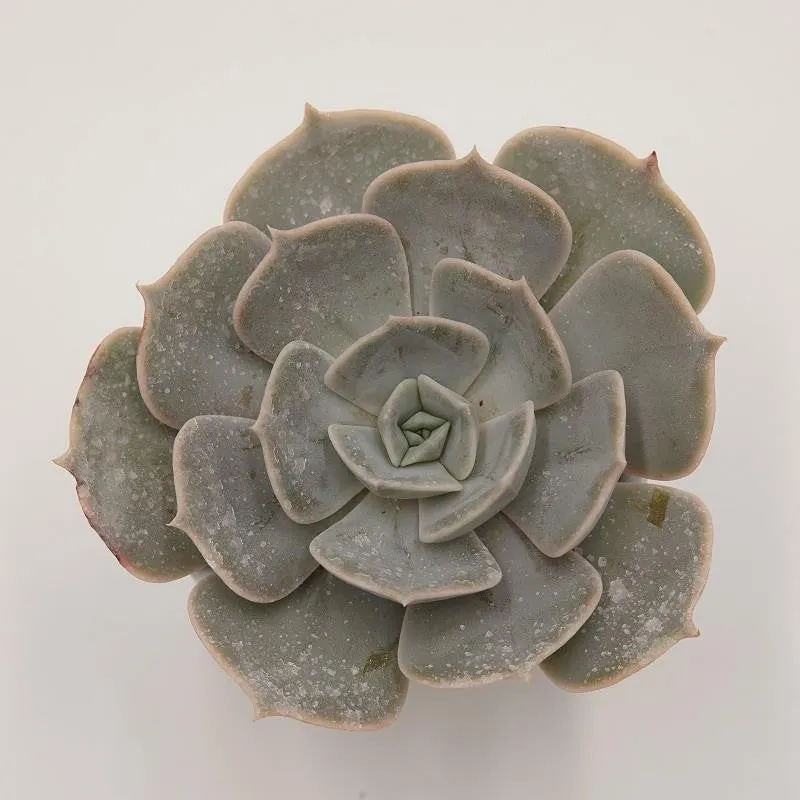 pasiora-echeveria-pollux-sukkulente-6cm-topf image 1