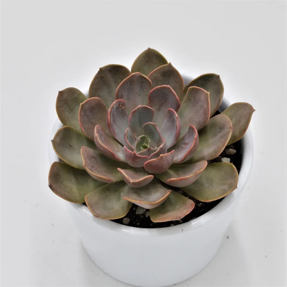 pasiora-echeveria-mina-echeverie-8-5cm-topf image 1