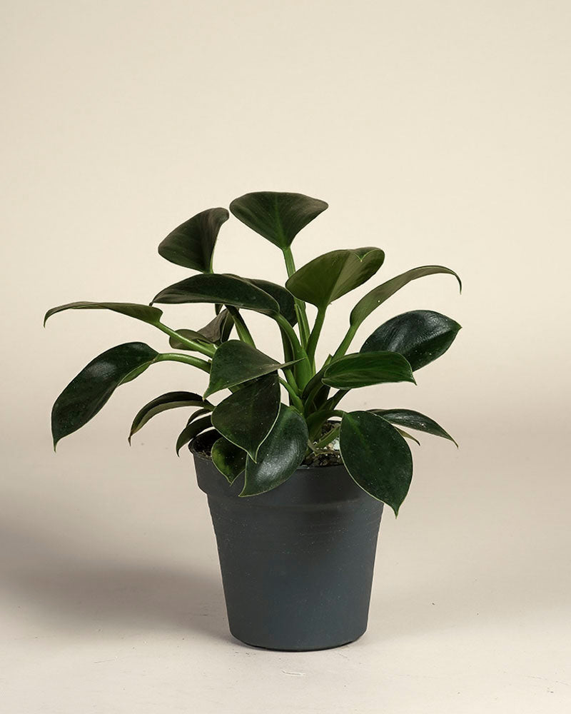 feey-philodendron-imperial-green-zimmerpflanze-baumfreund image 3