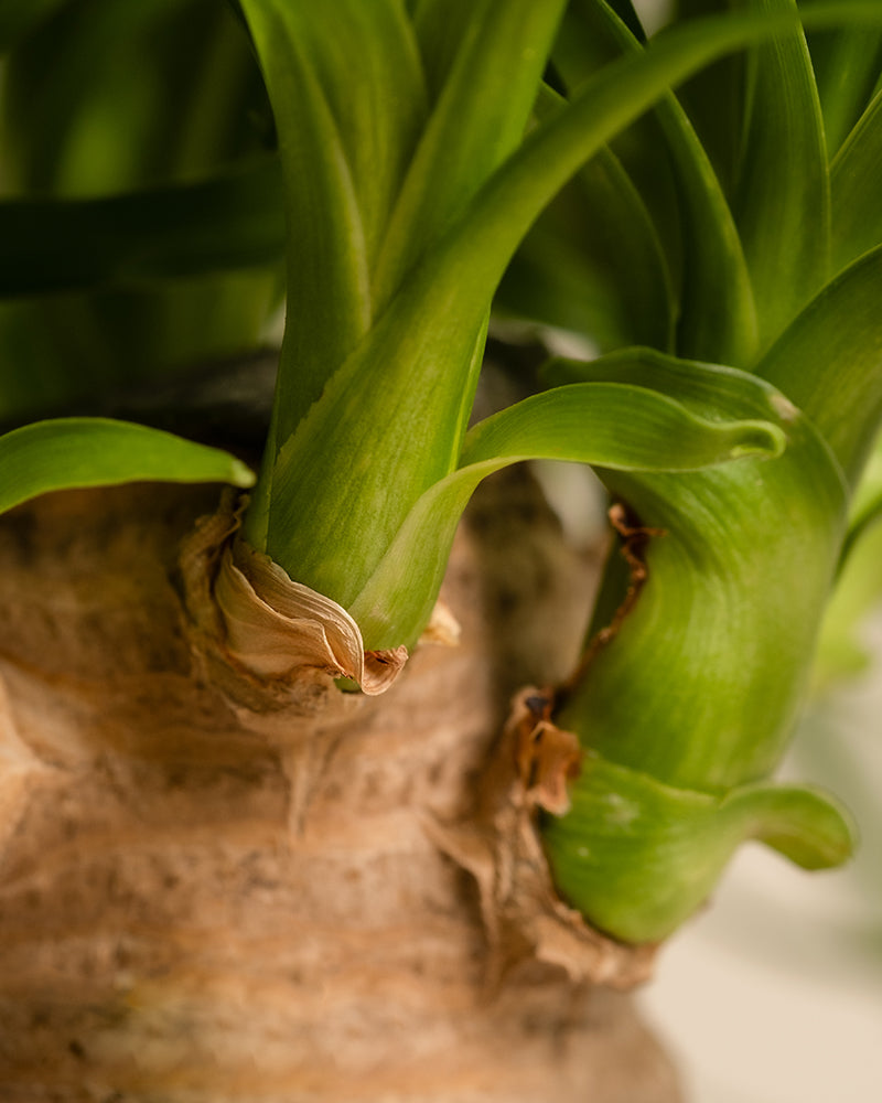 feey-elefantenfu-beaucarnea-recurvata-mittel image 2
