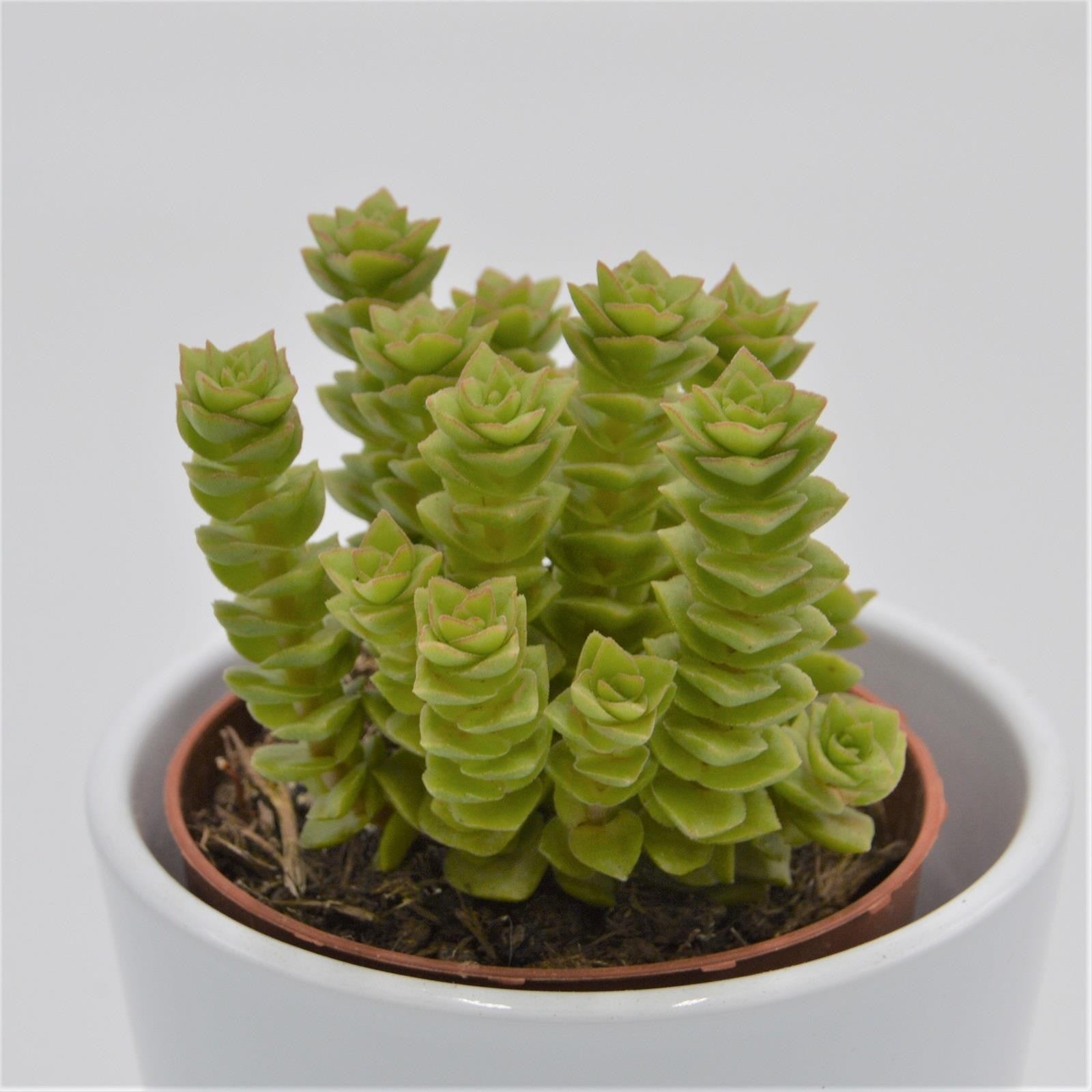pasiora-crassula-green-pagoda-dickblatt-8-5-cm-topf image 2
