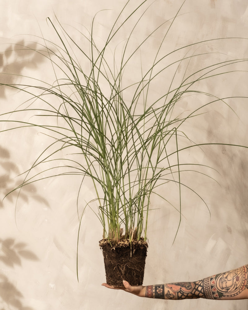 feey-miscanthus-sinensis-gracillimus-eulaliagras-au-enpflanze image 3