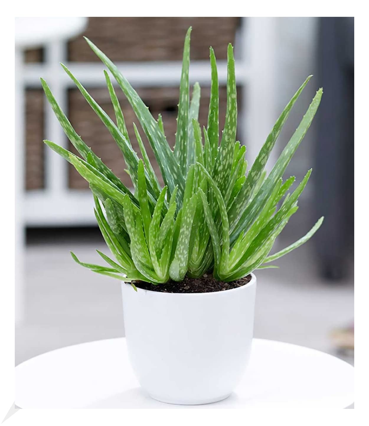 baldur-garten-xxl-aloe-vera-55-65-cm-im-19-cm-topf image 4
