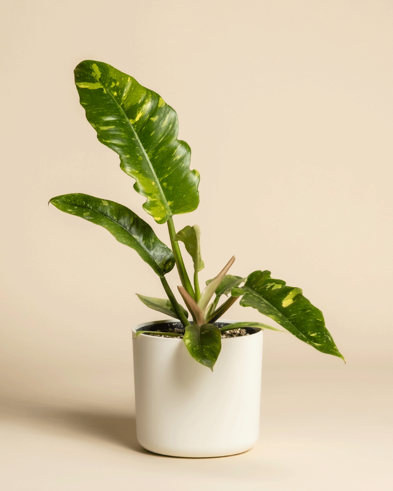 feey-philodendron-ring-of-fire-zimmerpflanze image 7