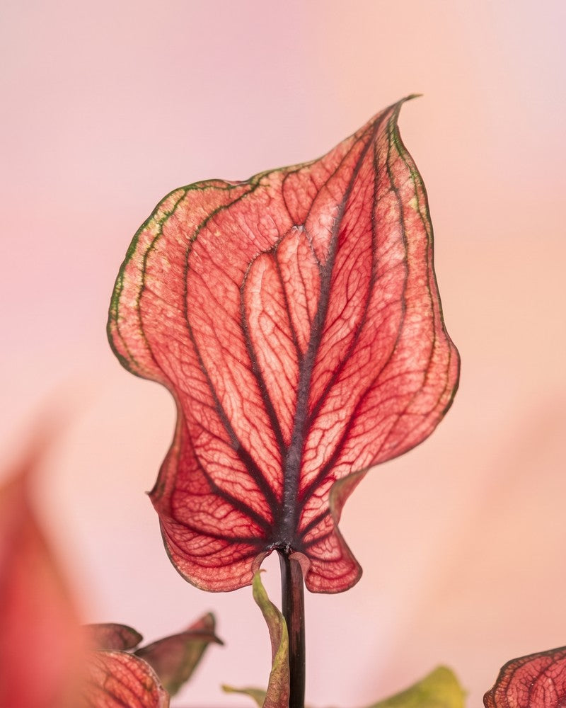 feey-baby-caladium-lucia-3er-set-mini-pflanzen-pink image 8
