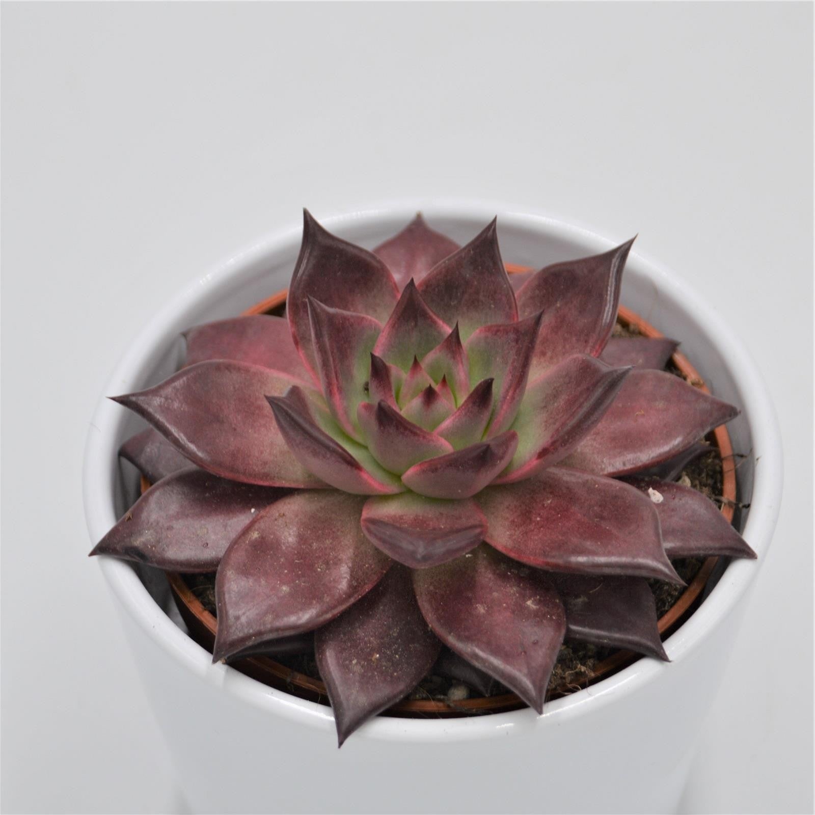 pasiora-echeveria-agavoides-romeo-rubin-10-5cm image 2