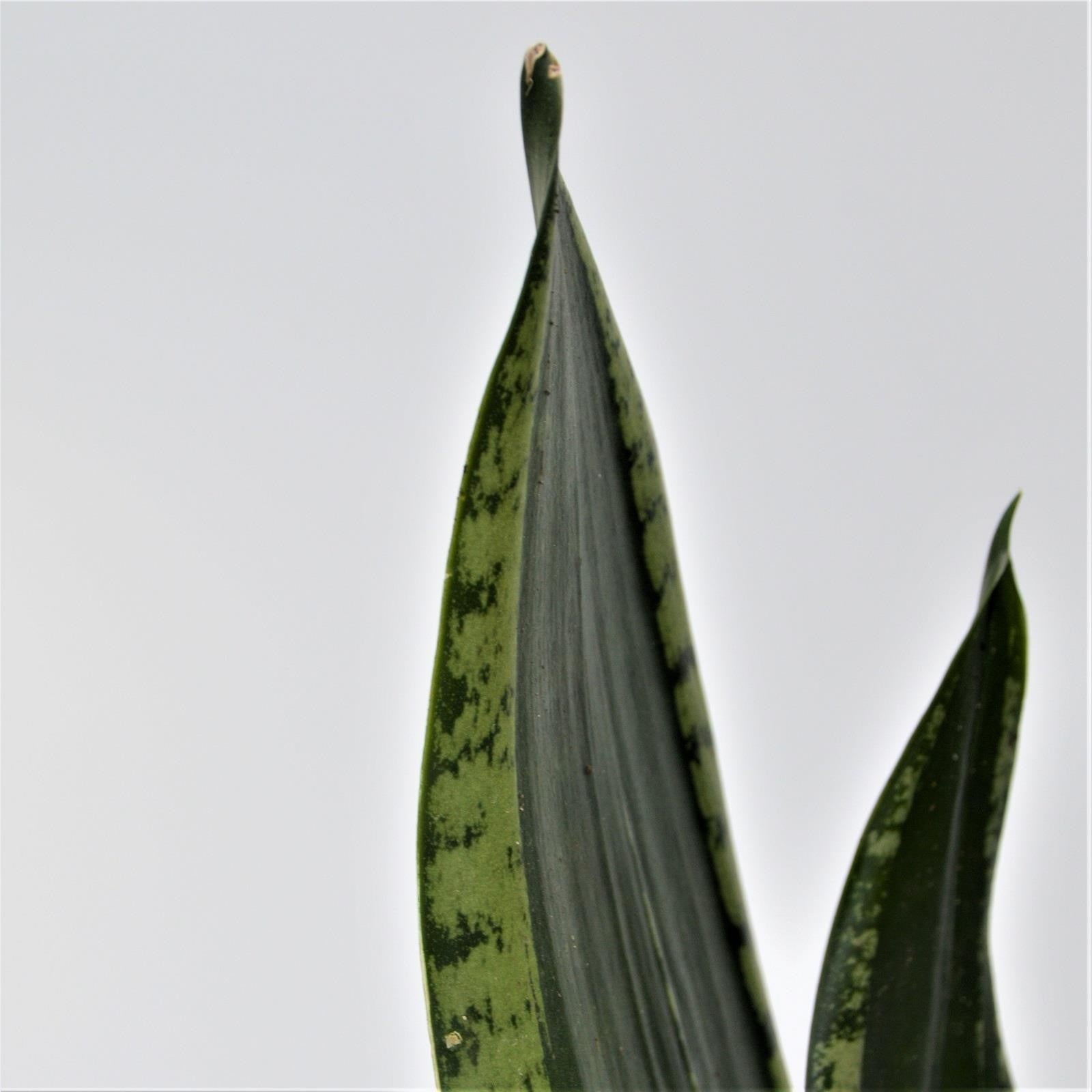 pasiora-sansevieria-grey-stripe-bogenhanf-10-5cm image 2
