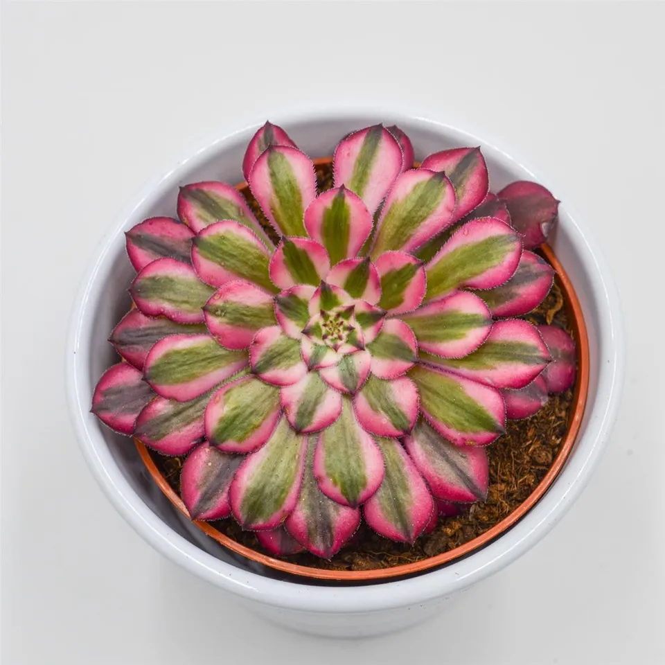 pasiora-aeonium-venus-f-variegata-sukkulente-10-5-cm-topf image 1