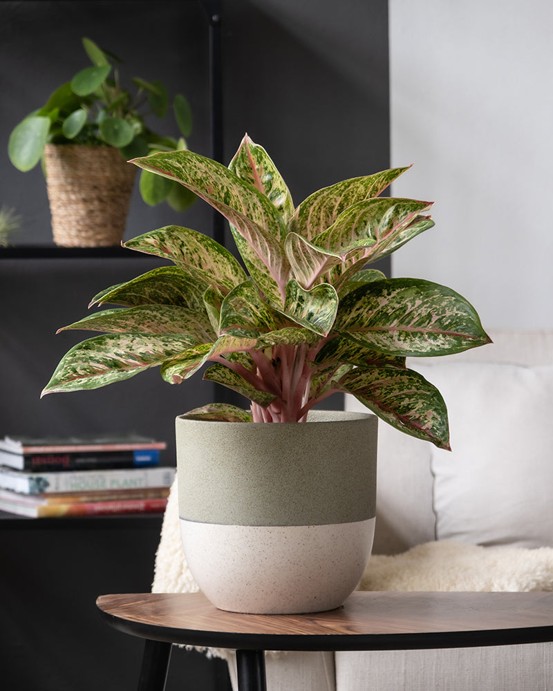 feey-aglaonema-painted-celebration-kolbenfaden-zimmerpflanze image 4