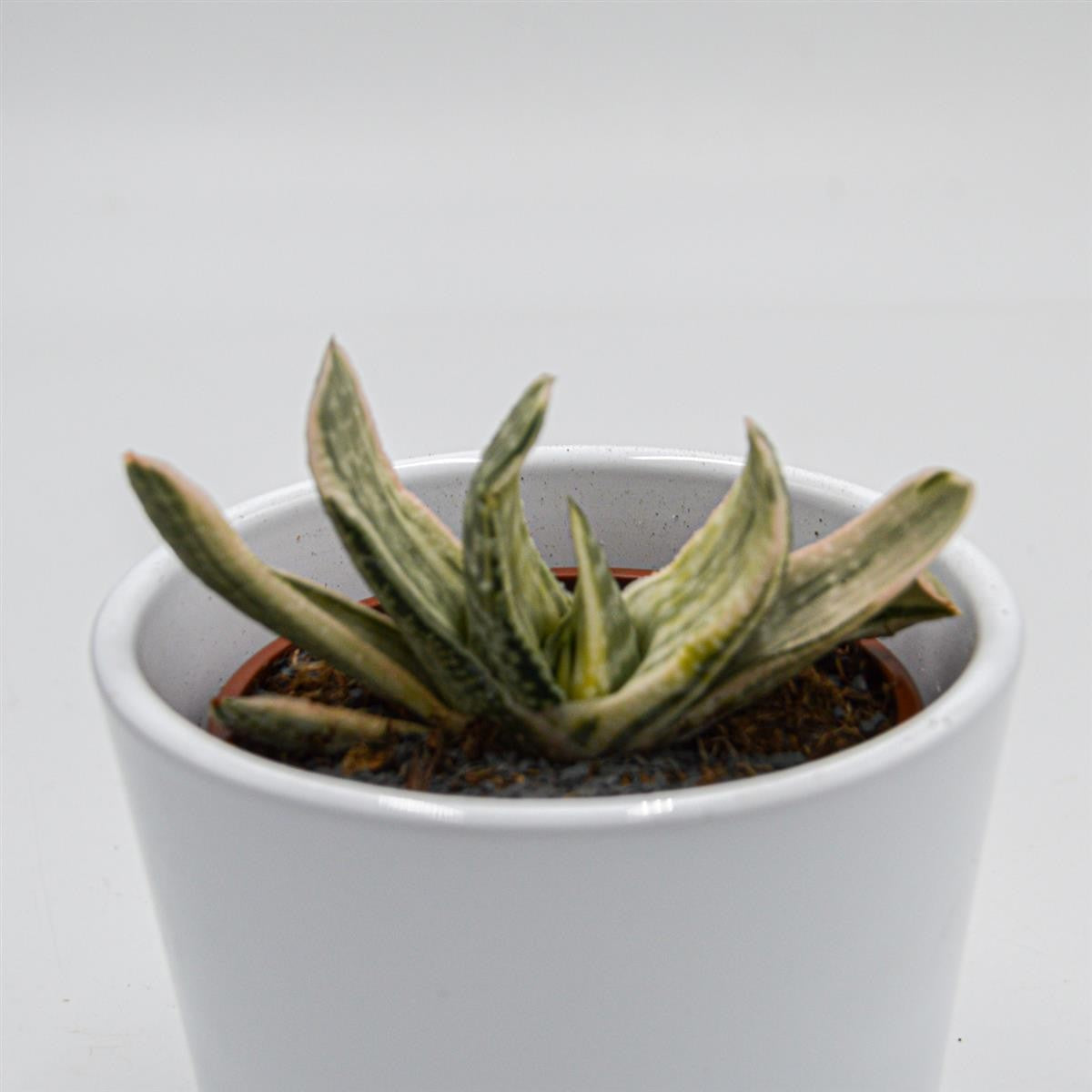 pasiora-gasteria-marmorata-f-variegata-sukkulente-8-5cm-topf image 2