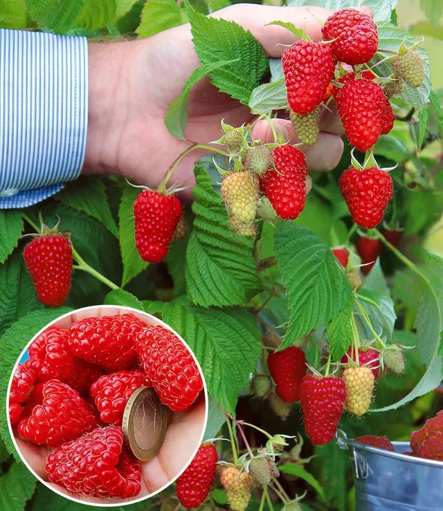 baldur-garten-riesenhimbeere-primeberry-autumn-happy-im-2-liter-topf image 1