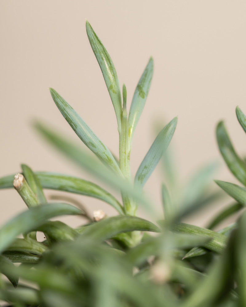 feey-senecio-radicans-string-of-bananas-h-ngepflanze image 2