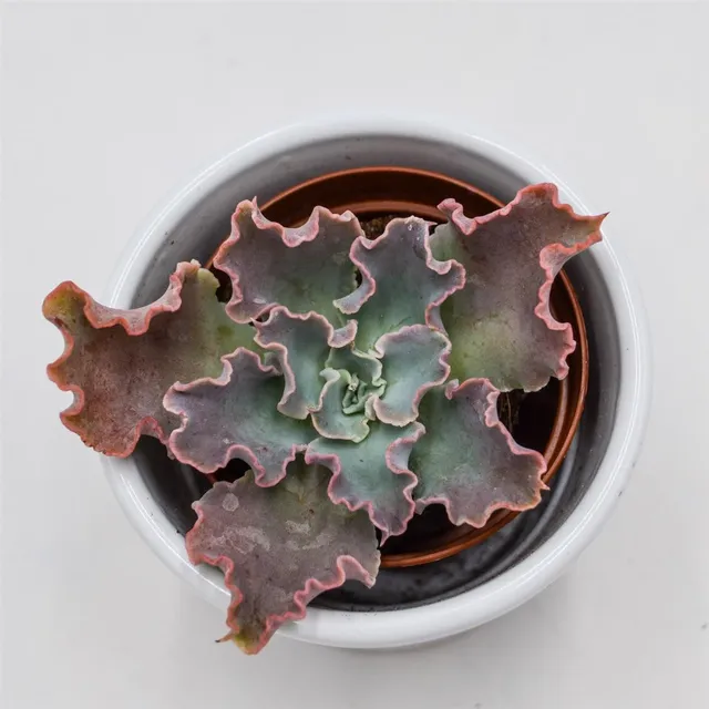 pasiora-echeveria-shaviana-curly-locks-sukkulente-5-5cm image 1