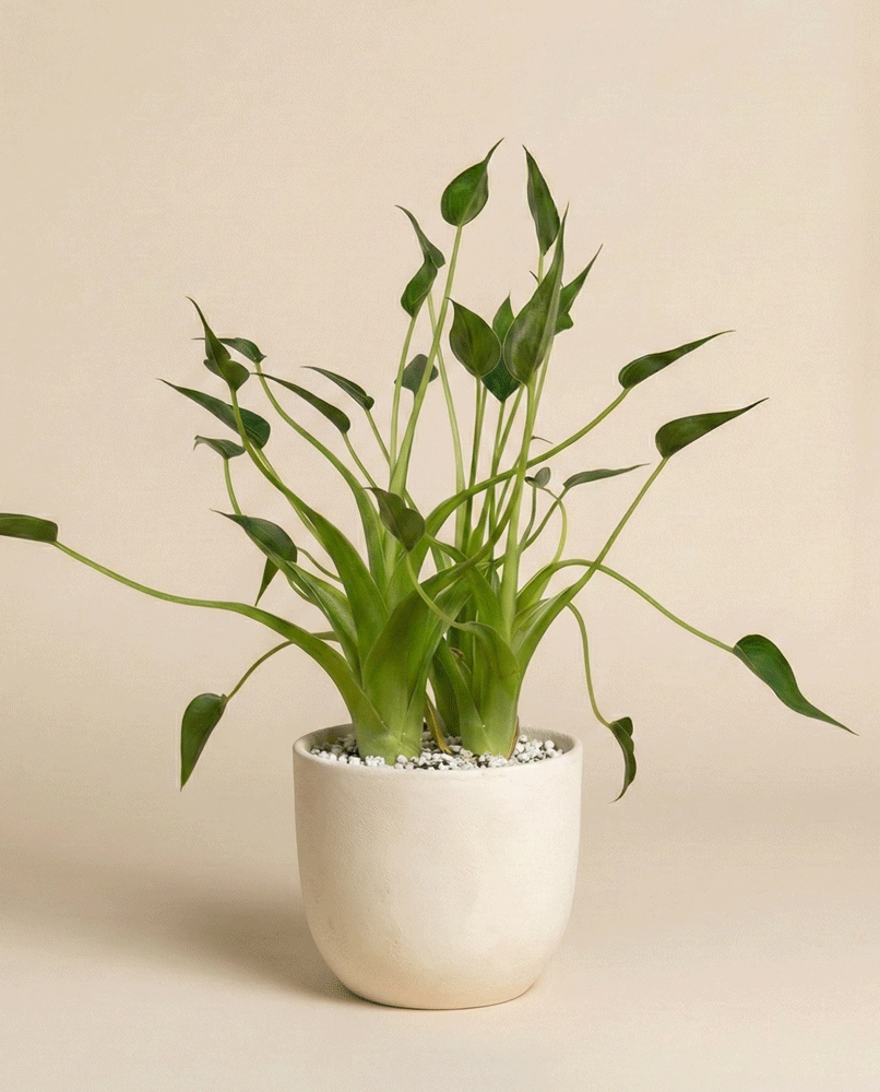 feey-alocasia-tiny-dancer-pfeilblatt-hydro-klein image 5