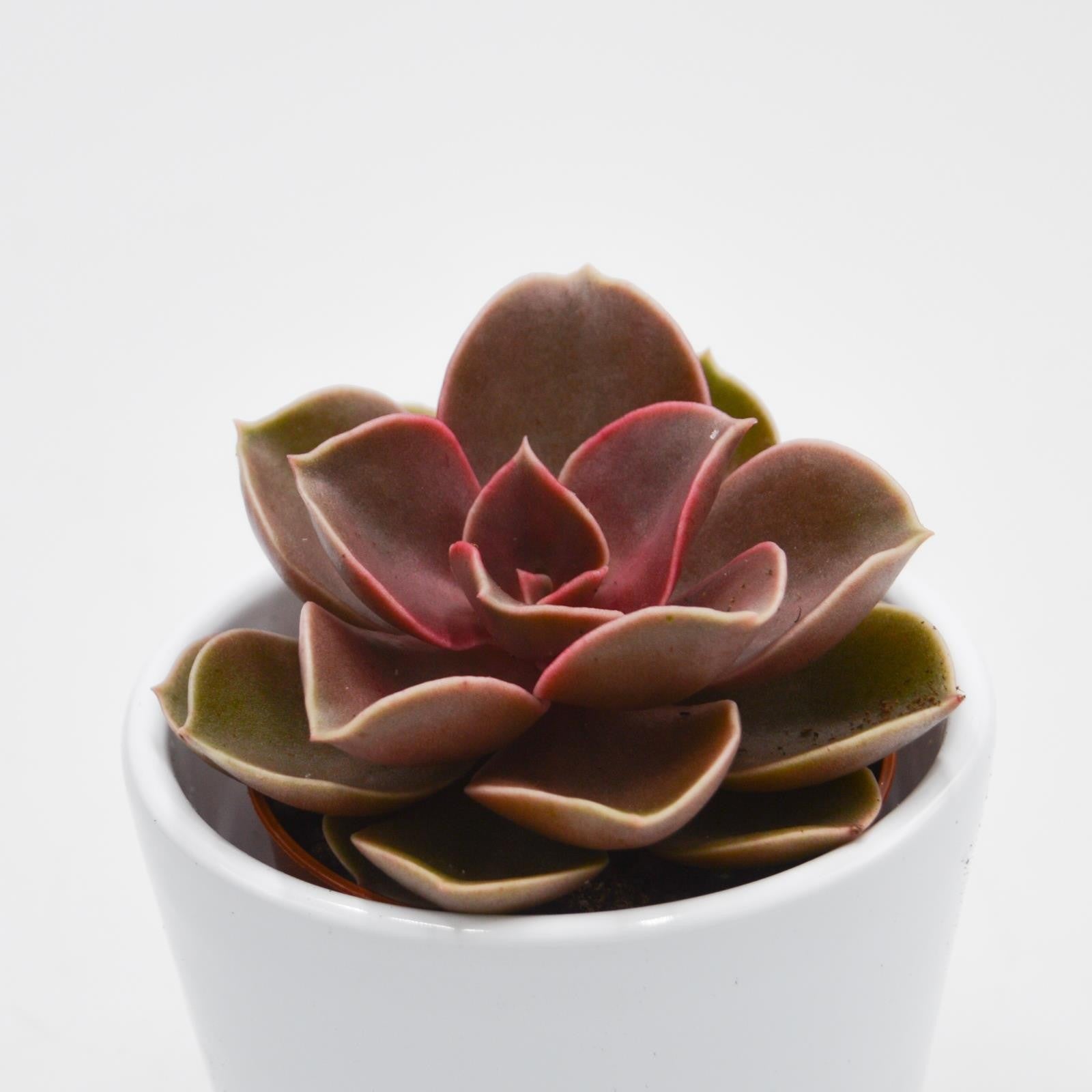 pasiora-echeveria-red-ruby-5-5cm image 1